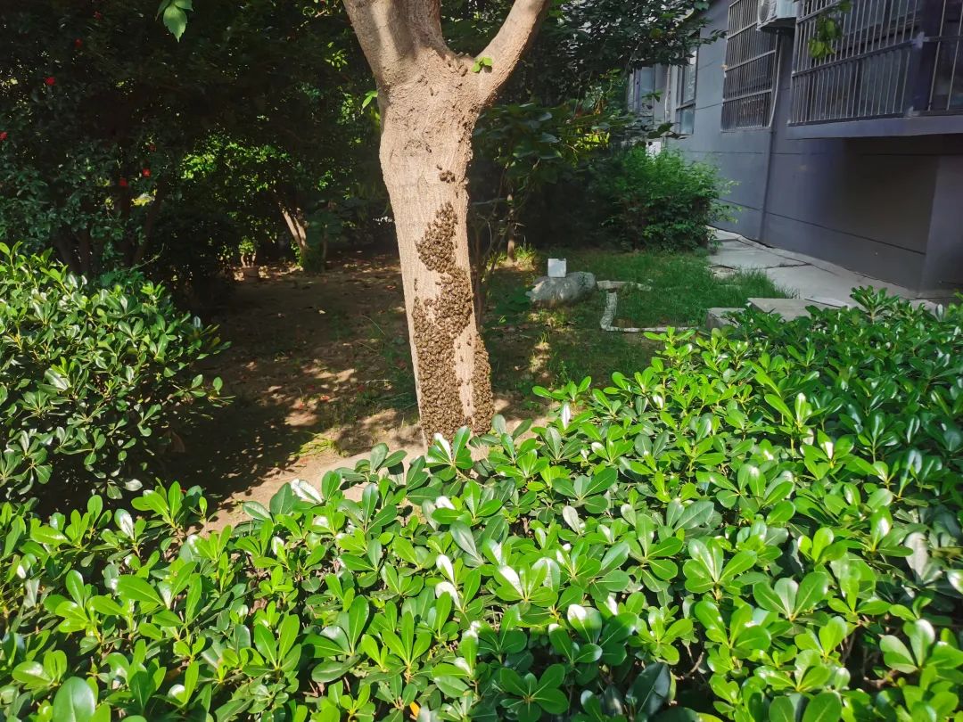 怎么收服蜜蜂,收服洞里的蜜蜂最快的方法