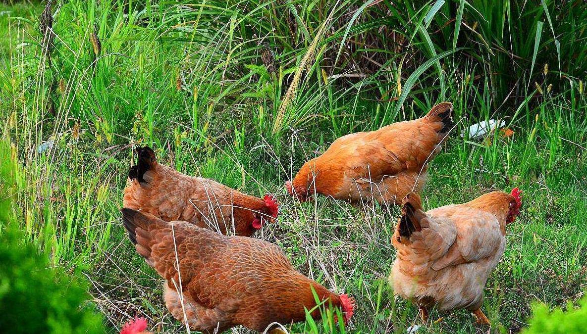 湖南小伙承包5000地只养十只鸡,农民大哥承包500亩土地养了10只鸡