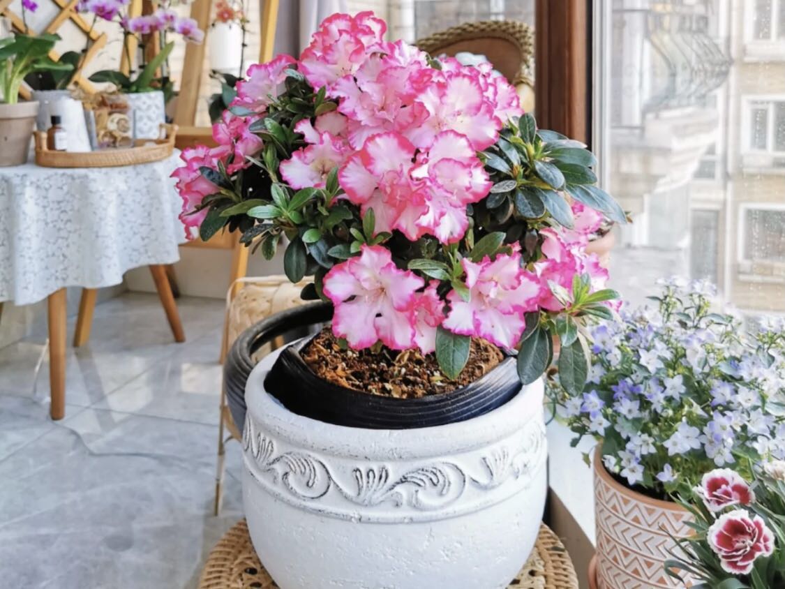 除甲醛最好植物盆景,除甲醛的植物有哪些啊