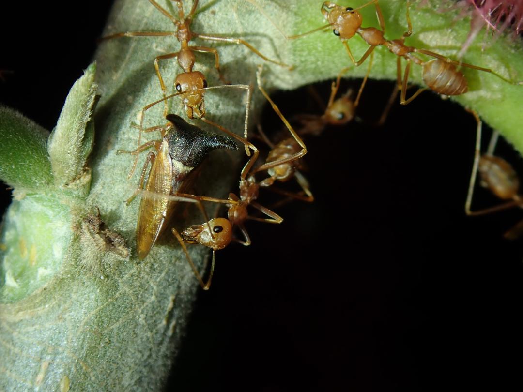 西双版纳黄猄蚁,勐远仙境丛林探险