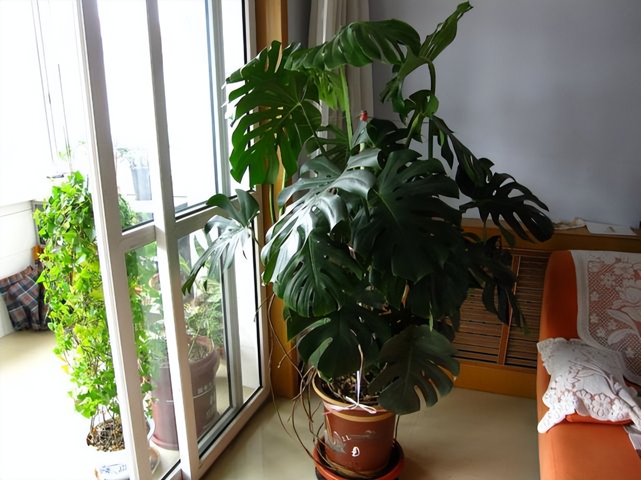 什么花卉吸甲醛最好养,10种能吸甲醛净化空气的盆栽花草