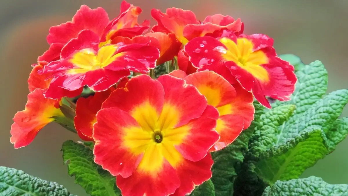 过年家里要养什么花才会好运,什么花适合过年北方养