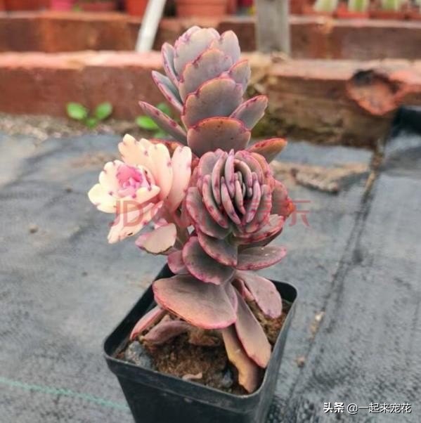 此款多肉颜色可爱动人,好似翩翩起舞的蝴蝶,适合新手养一盆