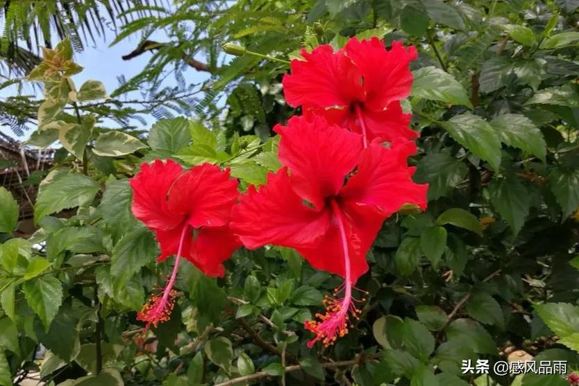 九十九朵美丽的国花送给你