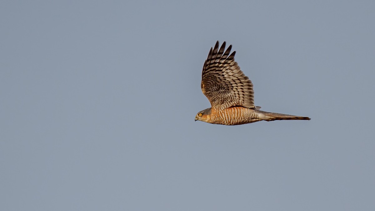更轻、更锐、手持更稳适马60-600mmF4.5-6.3DGDNOS微单版镜头评测