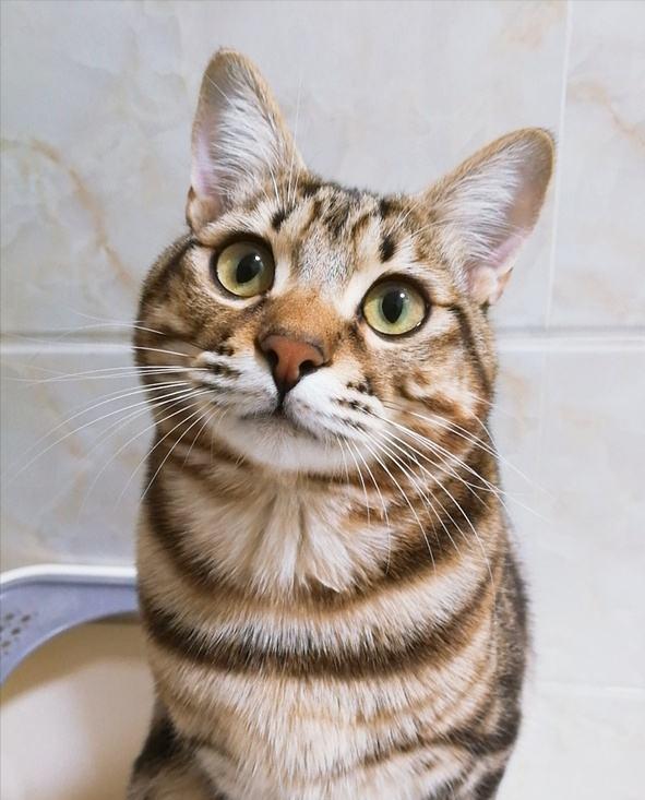 狸花猫和普通的猫咪有什么区别,狸花猫为什么猫咪脖子没有肉