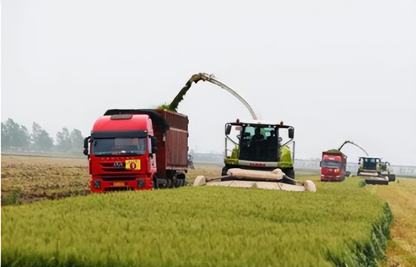 青麦当饲料？官方通报来了，但这背后的逻辑怎样才合理合法？