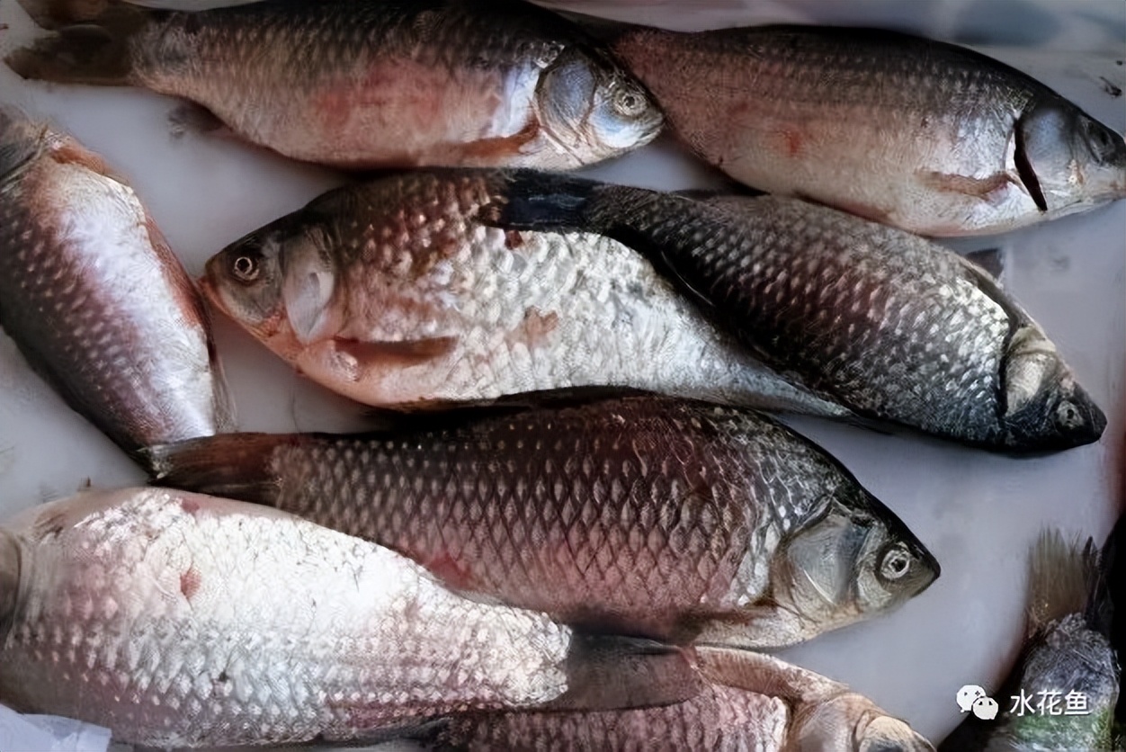 鱼出现败血症怎么治疗,鱼得了败血症怎么治