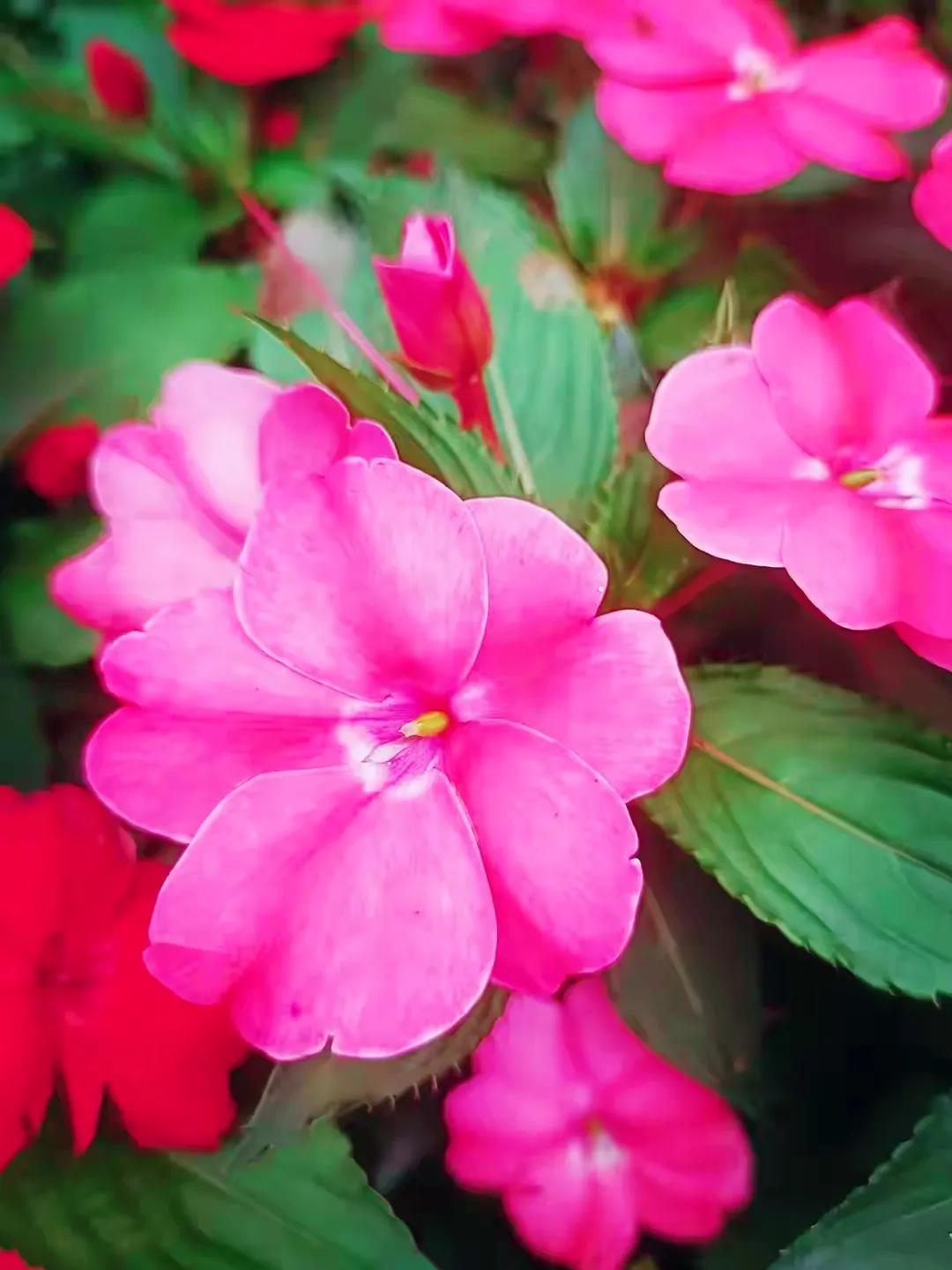 美丽五颜六色的凤仙花,七月最美的花景视频素材