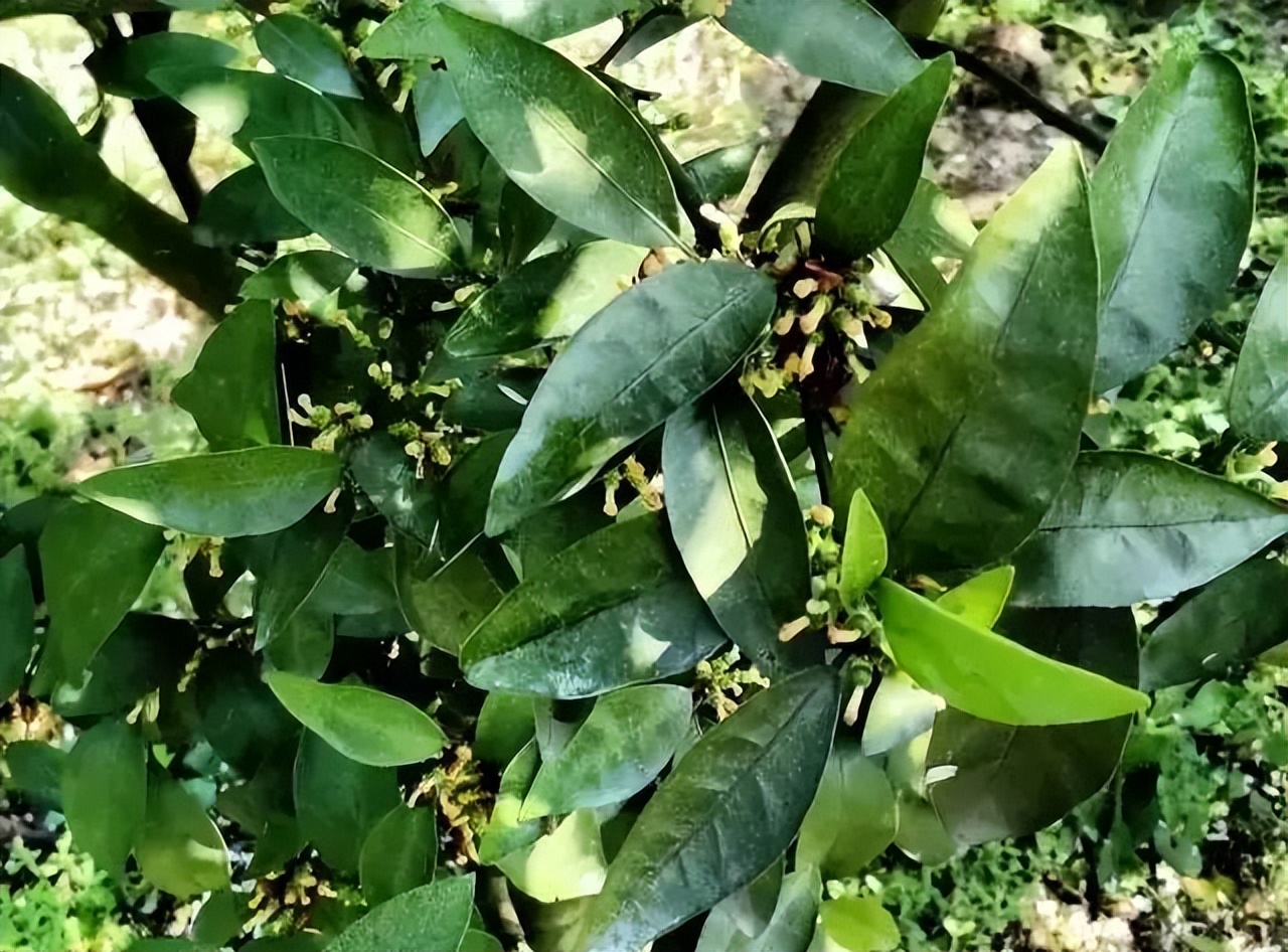 柑橘保果如何抢救看这篇就够了,柑橘保果知识点总结