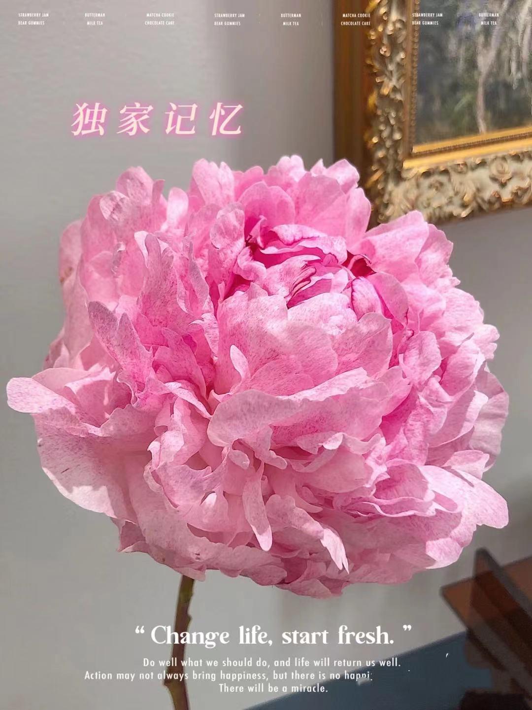 切花芍药每亩种植多少株,种植切花芍药每亩能挣多少钱