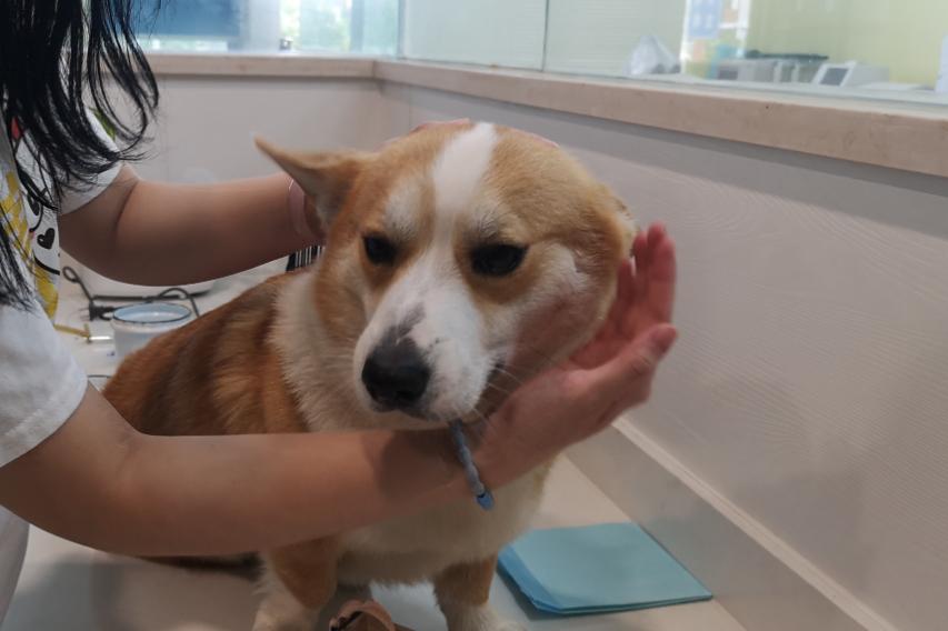 小狗一直吐白色的泡沫看着很痛苦,养宠日记狗狗尿尿是血是怎么回事