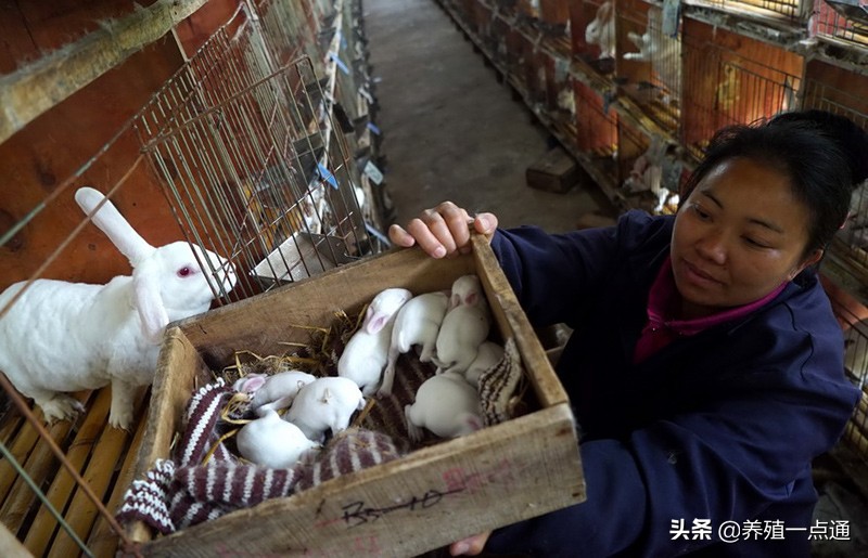 兔子冬季如何保暖,兔子育肥管理方法