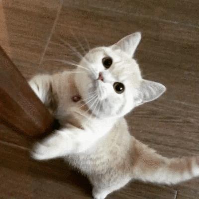 猫咪取名有多离谱,猫咪取名招来好运气