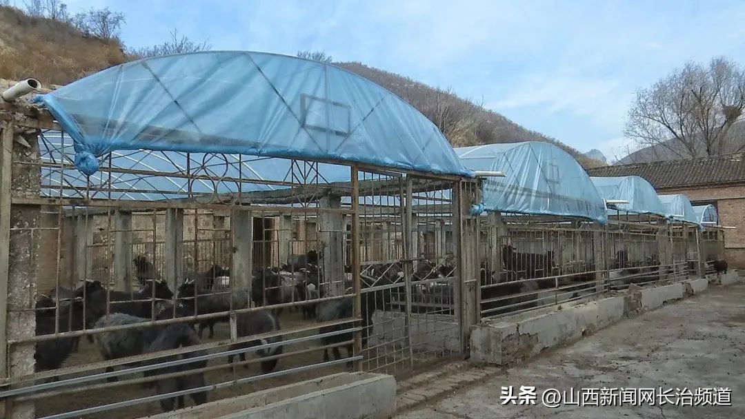 翼城县喜羊羊生态养殖,邯郸山羊规模化养殖