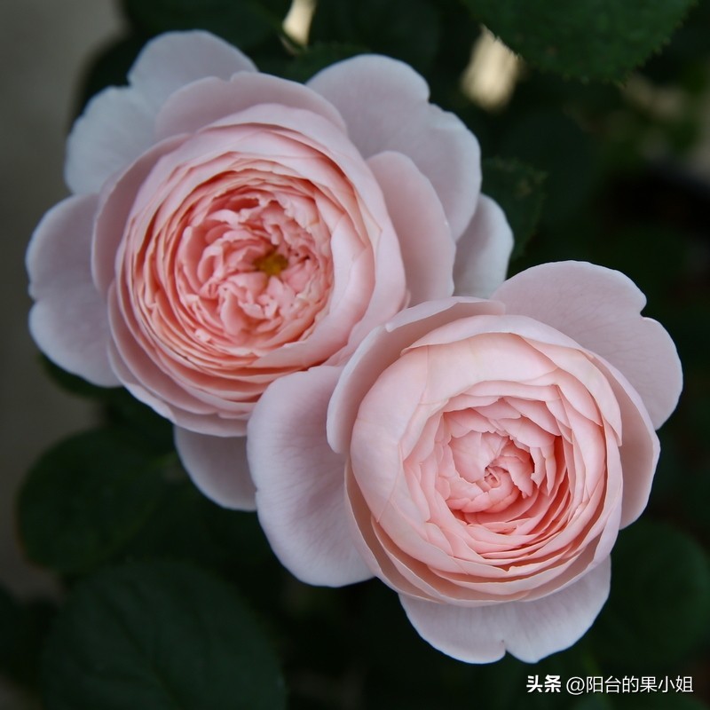 推荐几种值得入手的月季,盘点又好看又容易种的花