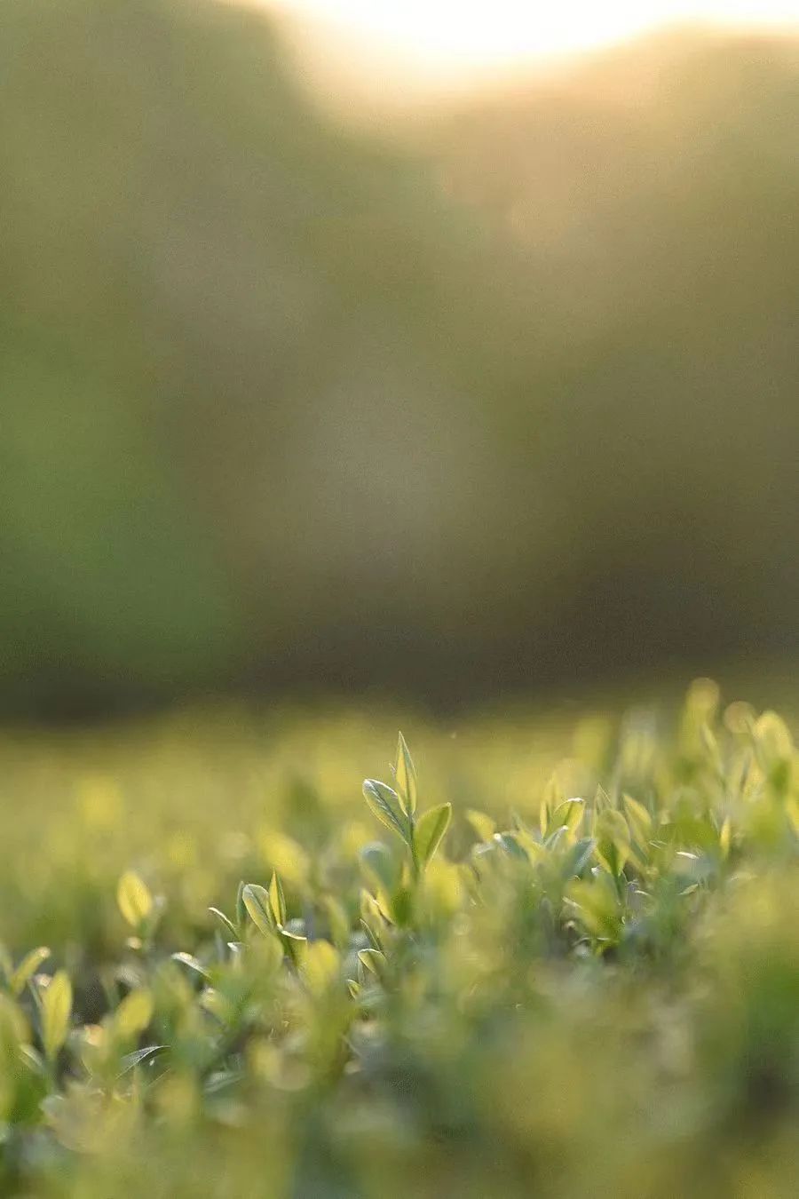 #草木有趣·谷雨茶|​且招邻院客，试煮落花泉