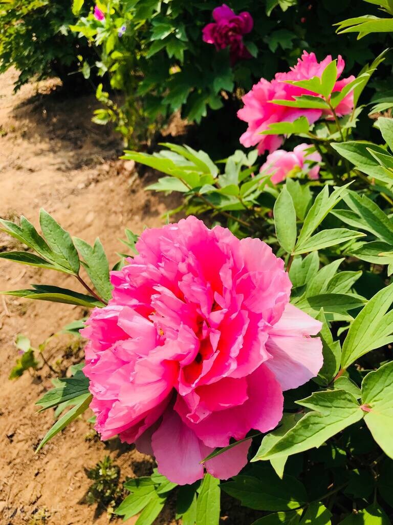 中国古典十大花卉,中国传统十大花卉有哪些