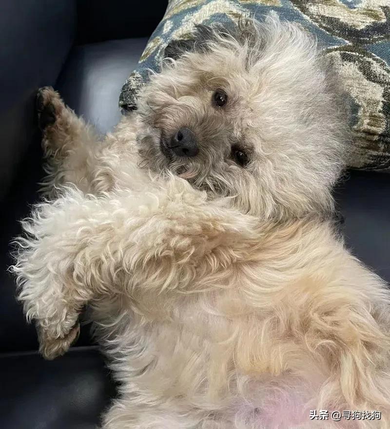 昆明盘龙区寻狗柴犬,成都市武侯区寻狗泰迪