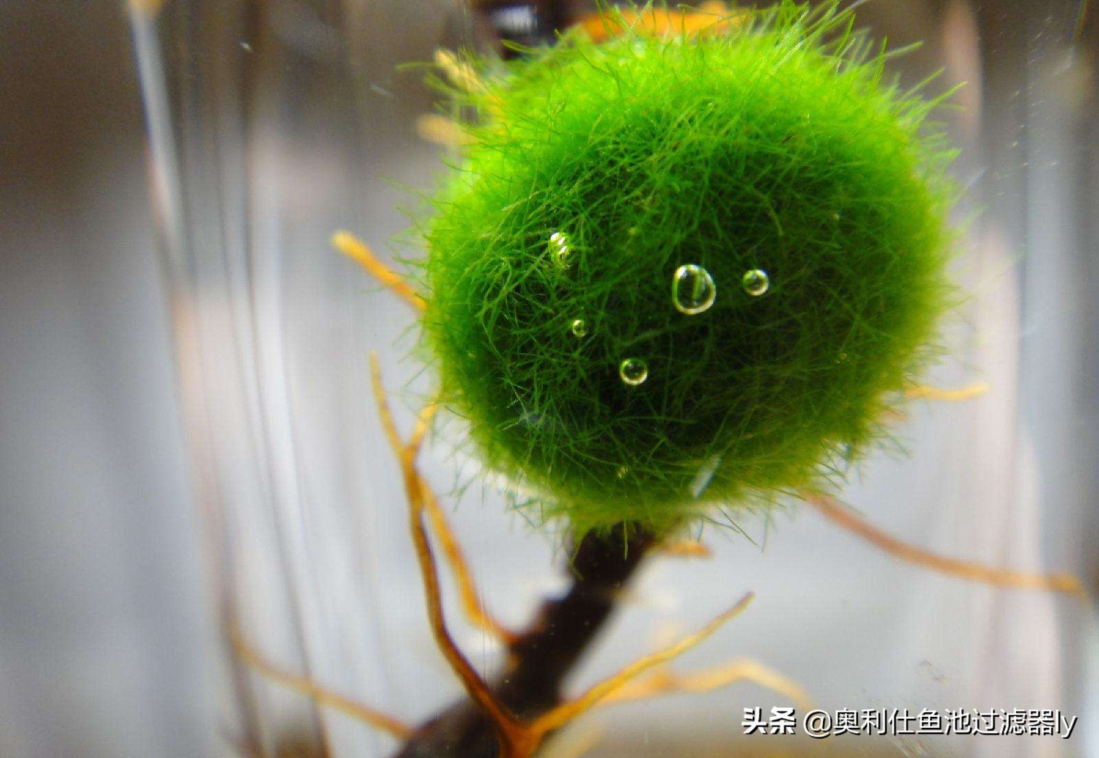 锦鲤鱼池多久换一次水,锦鲤水浑浊绿