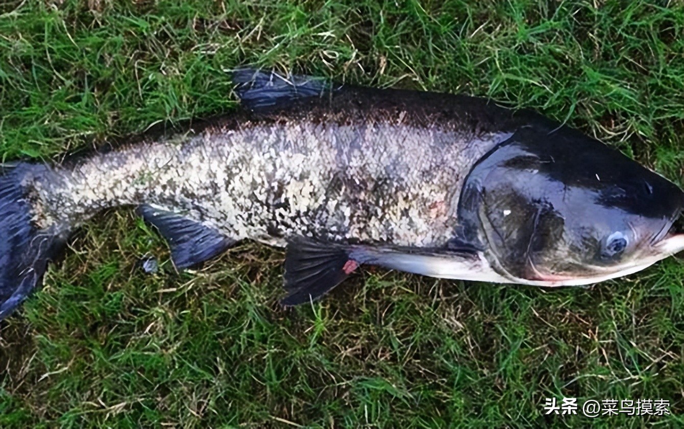 手竿钓鲢鳙的正确钓法,冬季手竿钓鲢鳙怎么钓