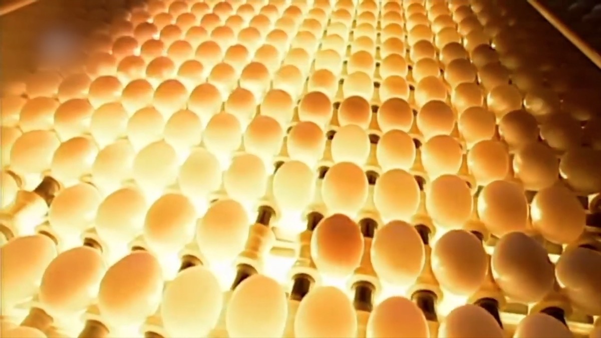 日本蛋文化如何进入了中国，无菌蛋是不是智商税，一个鸡蛋的故事