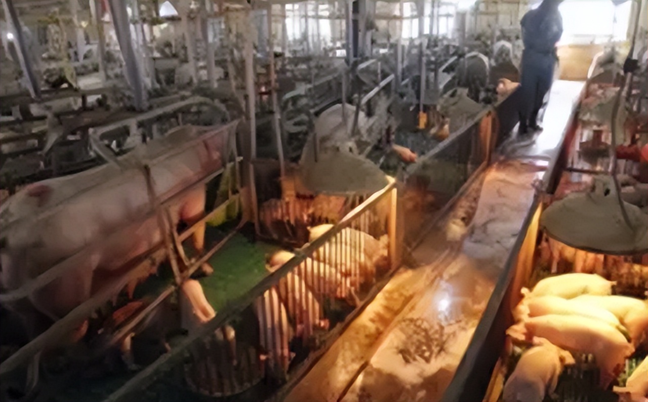 加拿大养猪场杀人事件,用受害人尸体喂猪的加拿大杀手