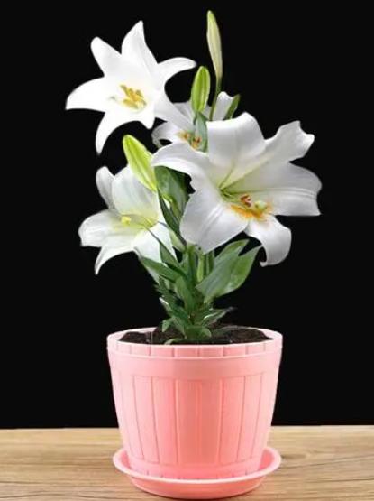 香水百合带花苞盆栽怎么继续养护,开完花后的盆栽香水百合要怎么养