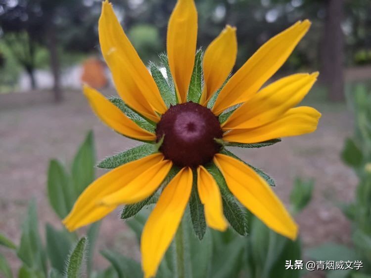 七律小满吟,吟小满七律诗词