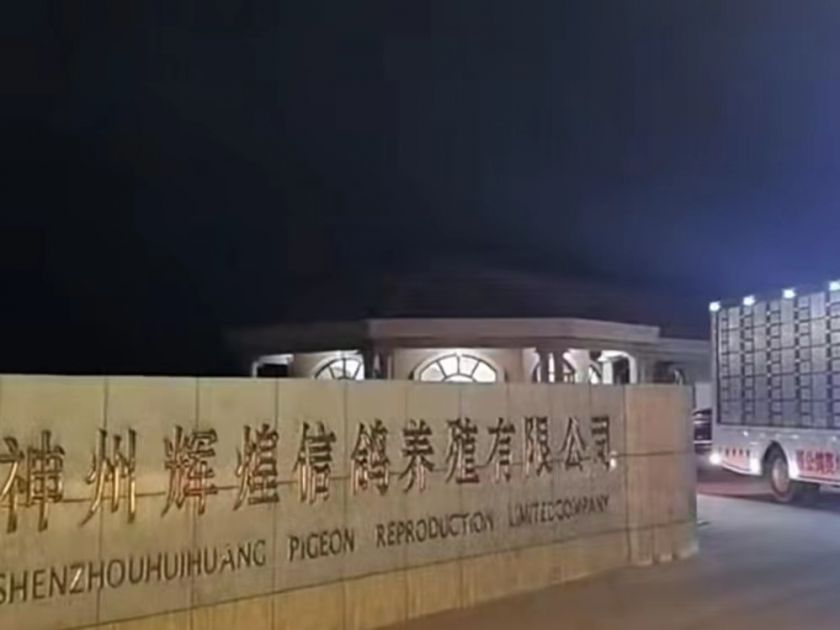 辽宁神州辉煌公棚300公里成绩,神州辉煌决赛归巢