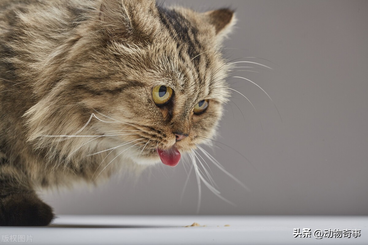 30多年前，为了抓住一只二三十斤的狡猾硕鼠，三爷爷把房子点了