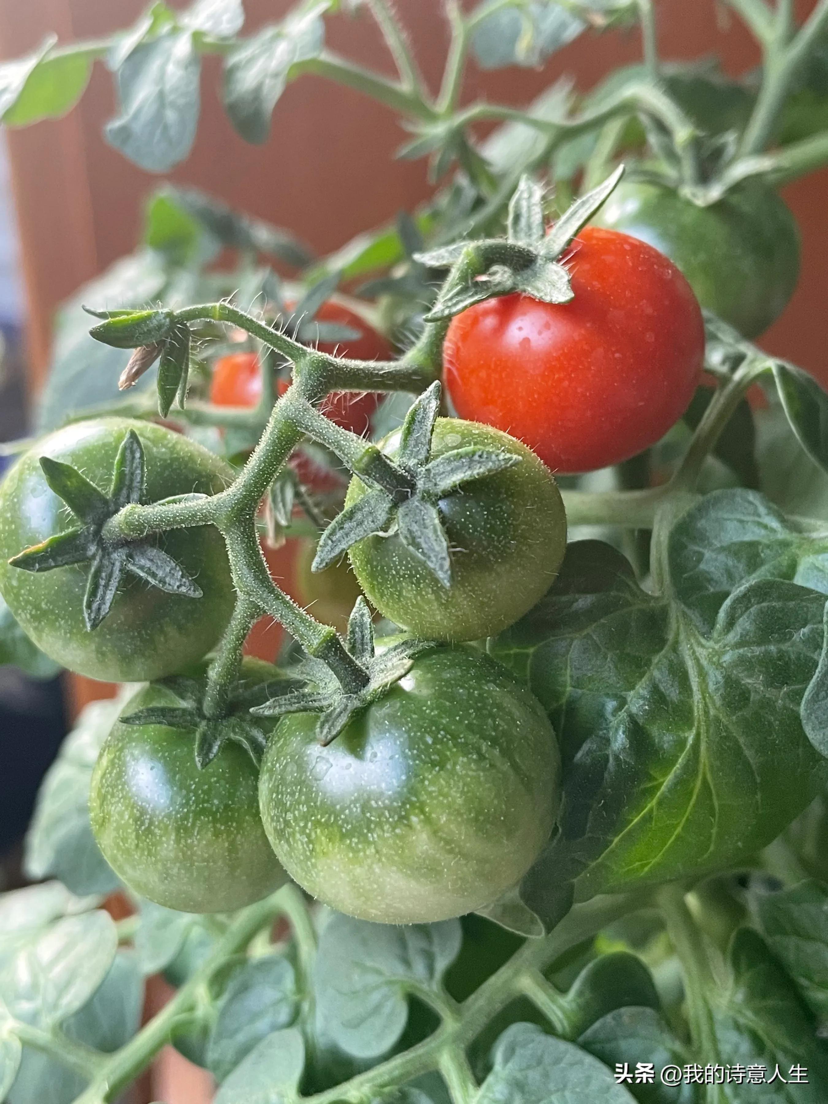 赞美我的小菜园,夸夸我的特色菜步骤