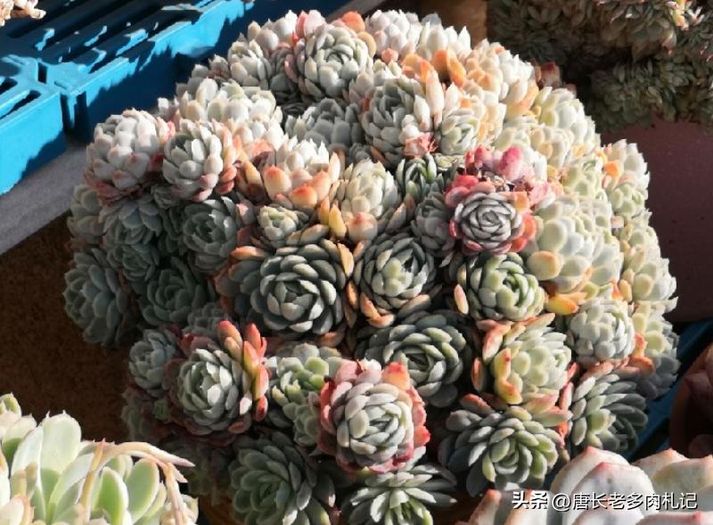 冰莓多肉怎么养护,多肉冰玫瑰换盆换多大的