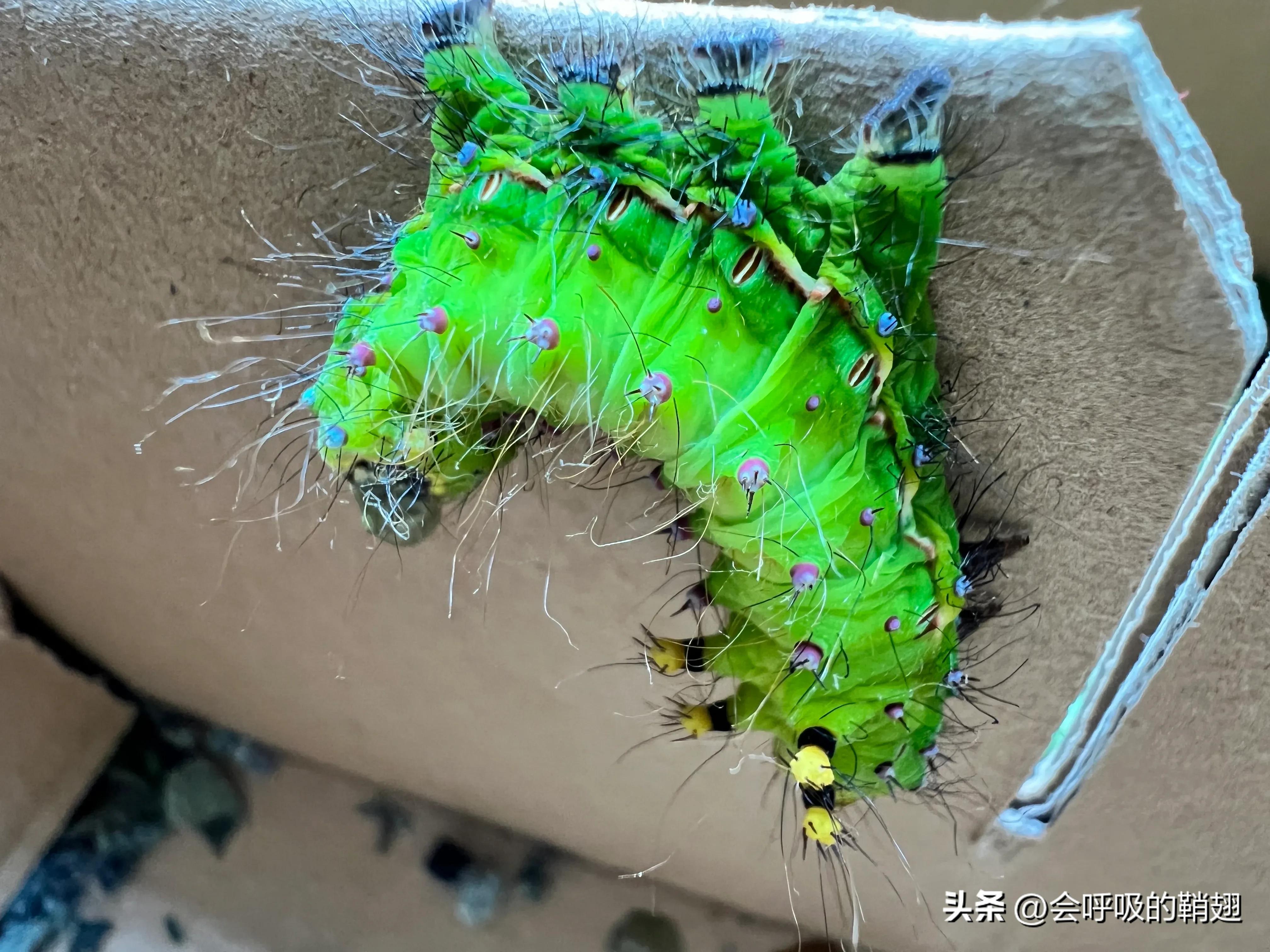 绿尾大蚕蛾吃什么,绿尾大蚕蛾饲养