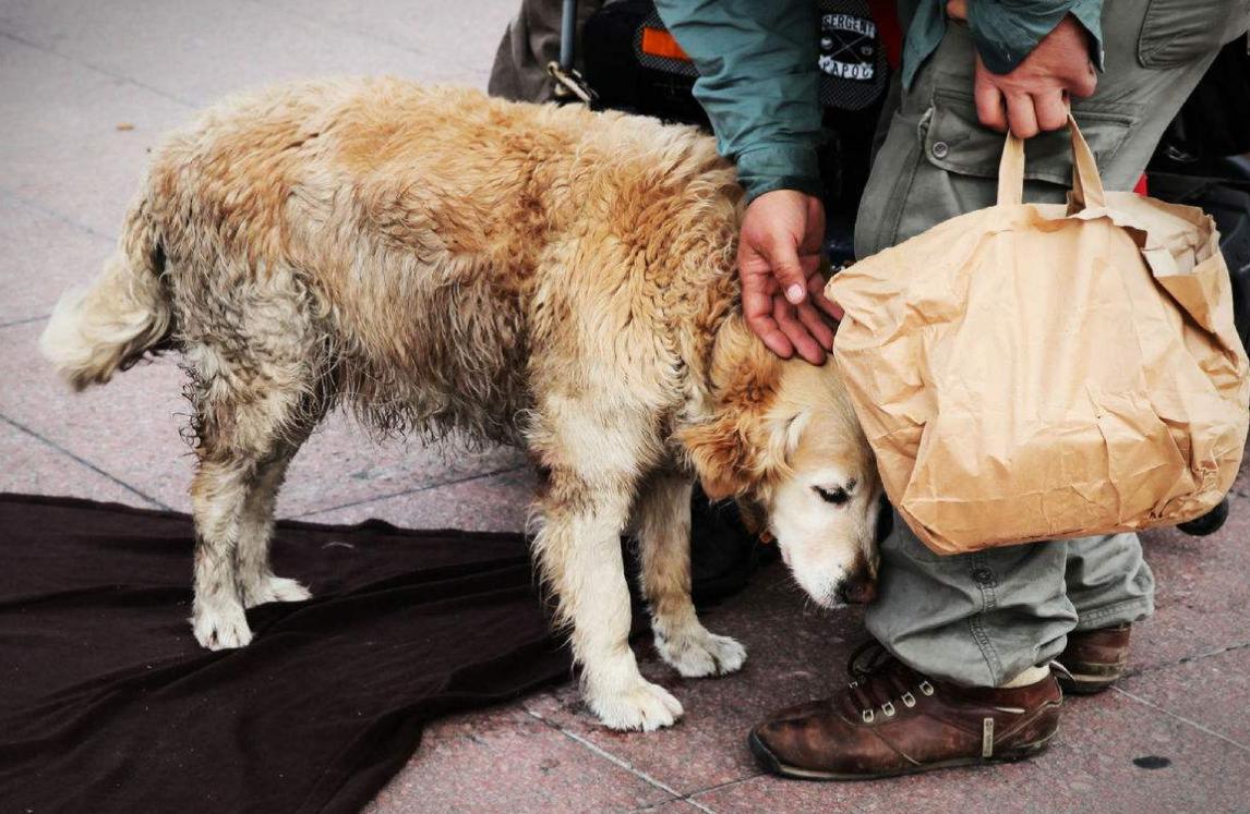 宠物店卖不了的狗去哪了,宠物店卖狗归哪个部门处理