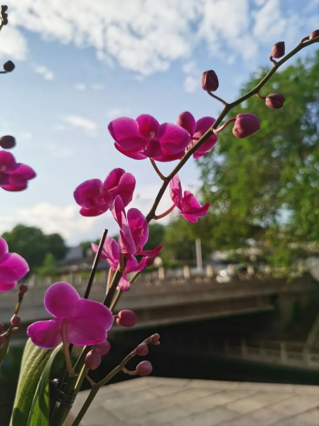 蝴蝶兰适合什么情况送,蝴蝶兰送礼一对还是一盆