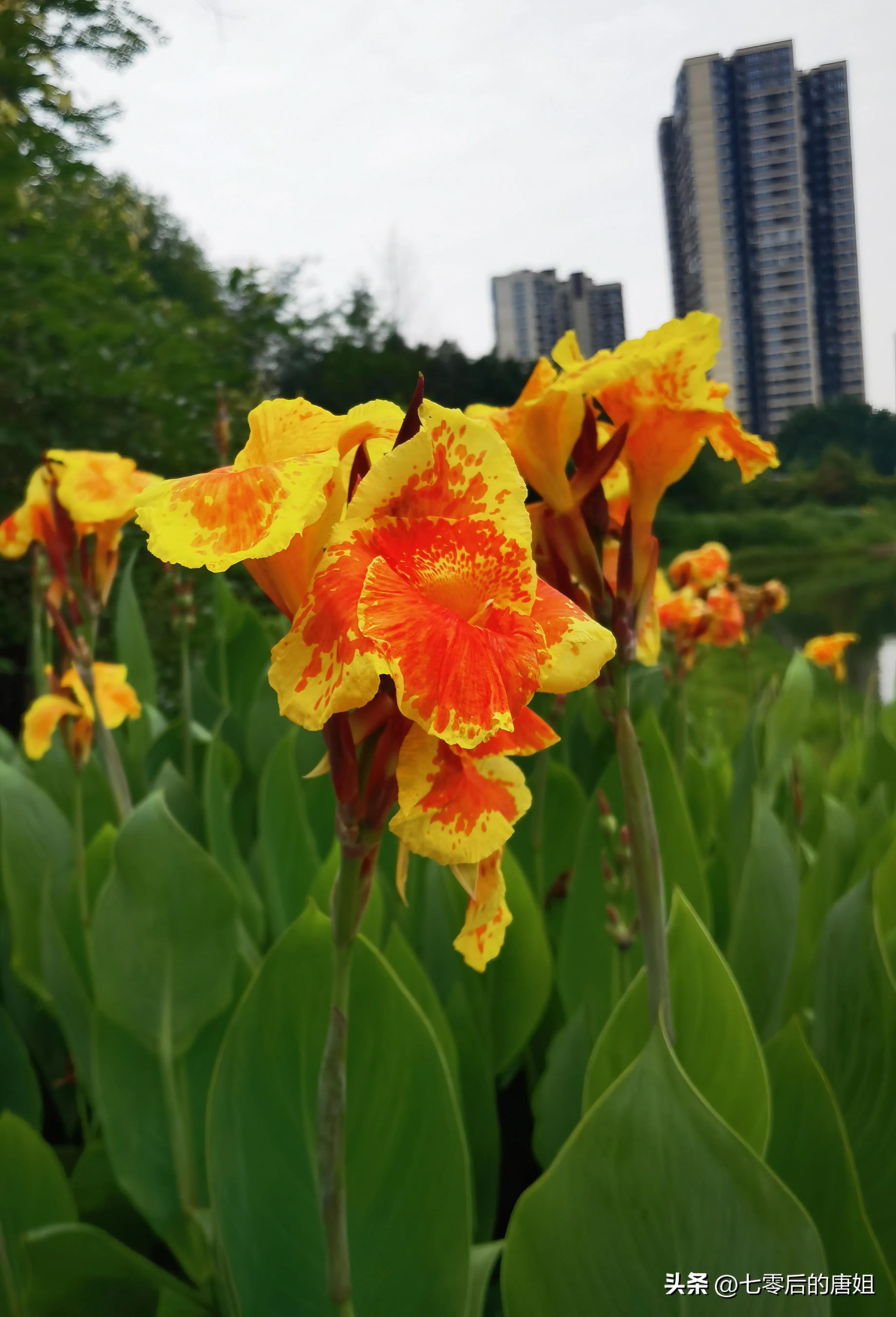 美人蕉花里面甜甜的,秋天的美人蕉花