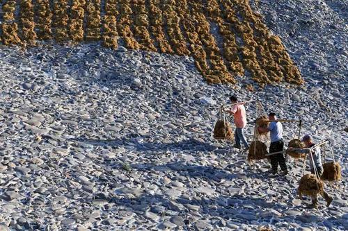 宣纸净皮和棉料的区别,宣纸是净好还是特净好