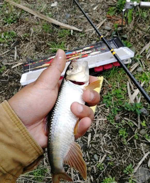 野钓什么小鱼最好吃,冬季野钓小鱼技巧