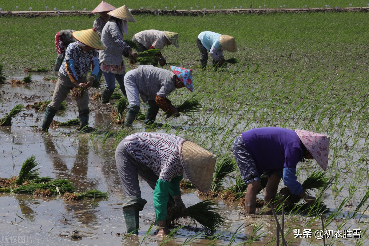 夏日田园风光的诗100首,初夏田园风光的诗句