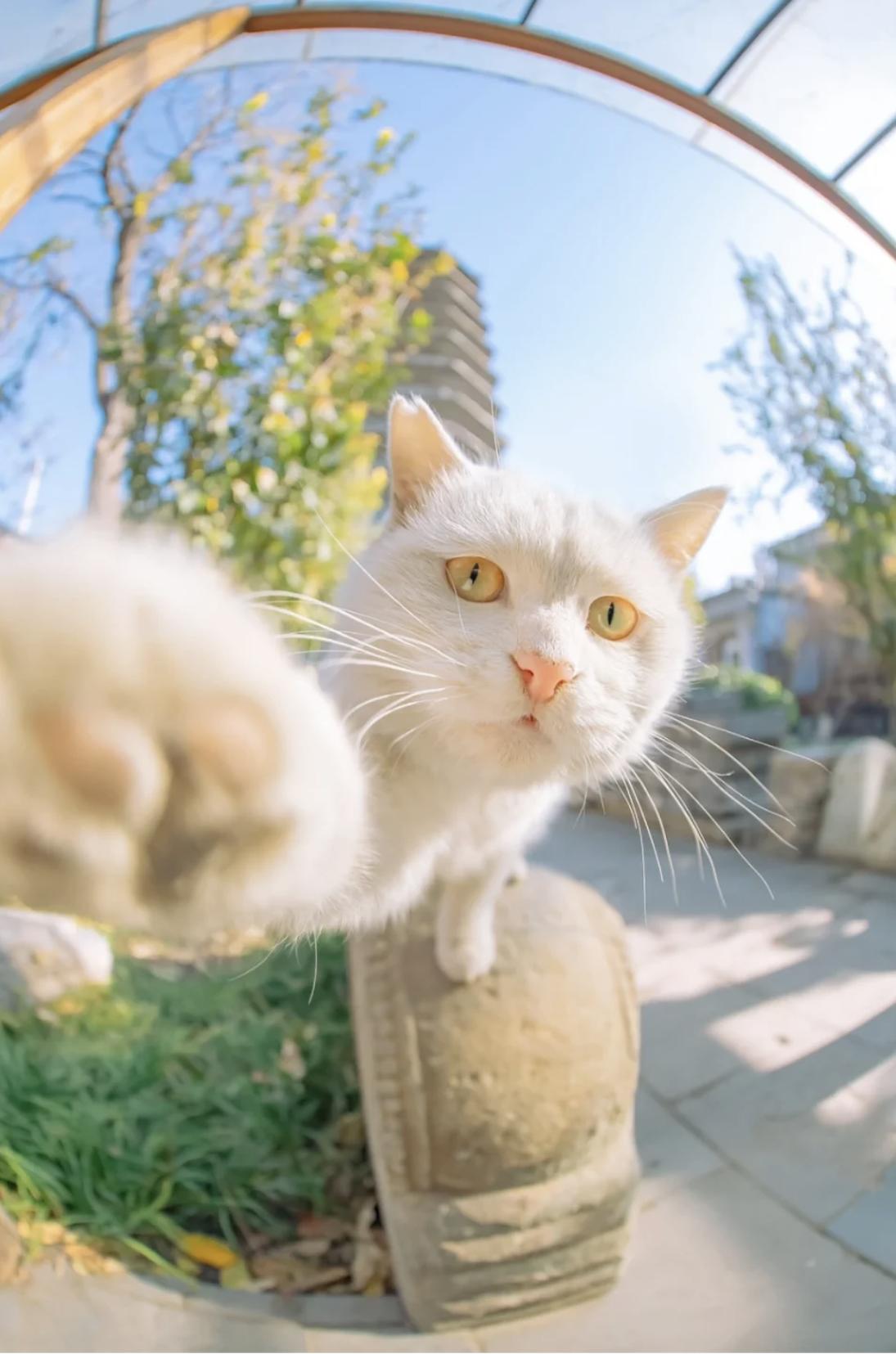 治愈系壁纸｜132张可爱小猫咪的样子