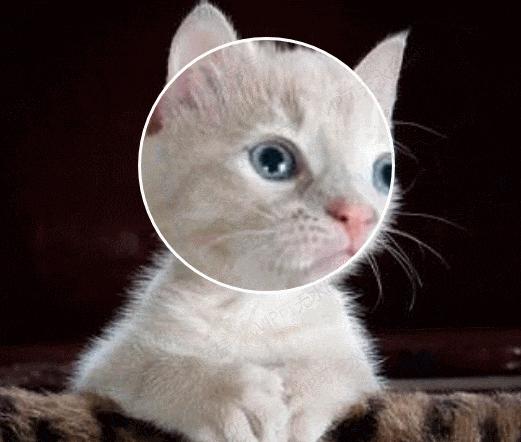 ppt怎么用放大镜放大一个图片细节,照片放大镜放大教程