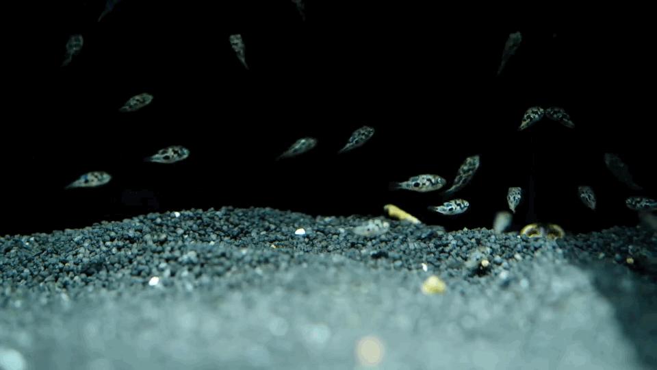 热带观赏鱼长视频,各种热带观赏鱼介绍