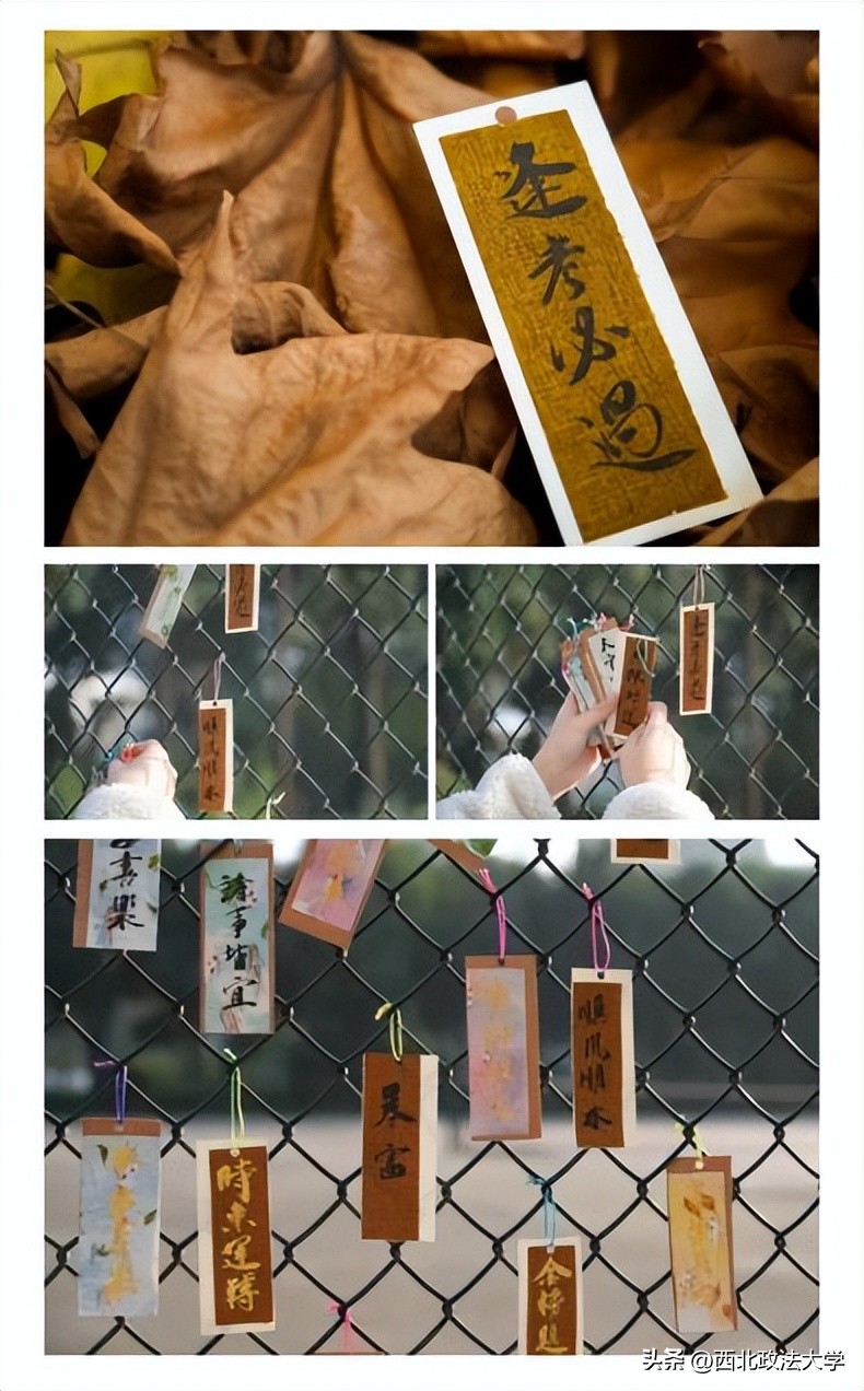 你为什么考研选择西法大,为什么选择西法大