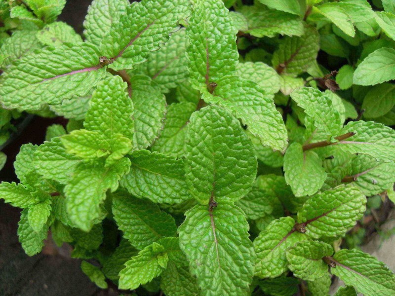 偏头痛中风前兆,偏头痛预防卒中的建议