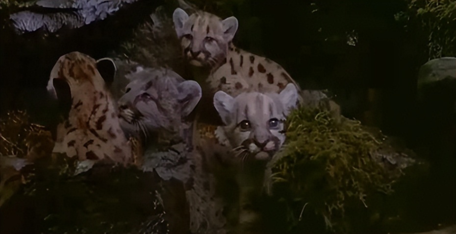 电影丛林赤子心影评,电影中的丛林赤子心