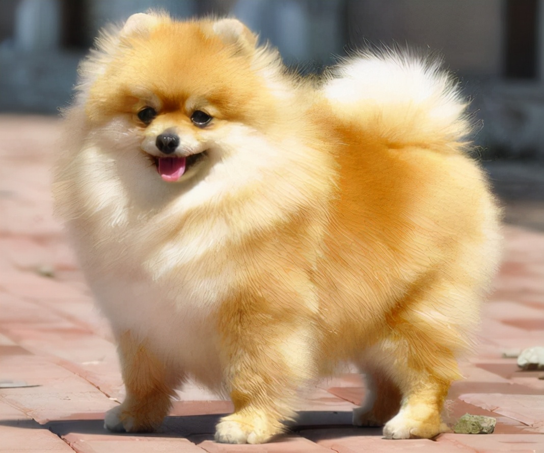 怎么训练一岁多的博美犬听话,博美犬3个月怎么训练听话呢