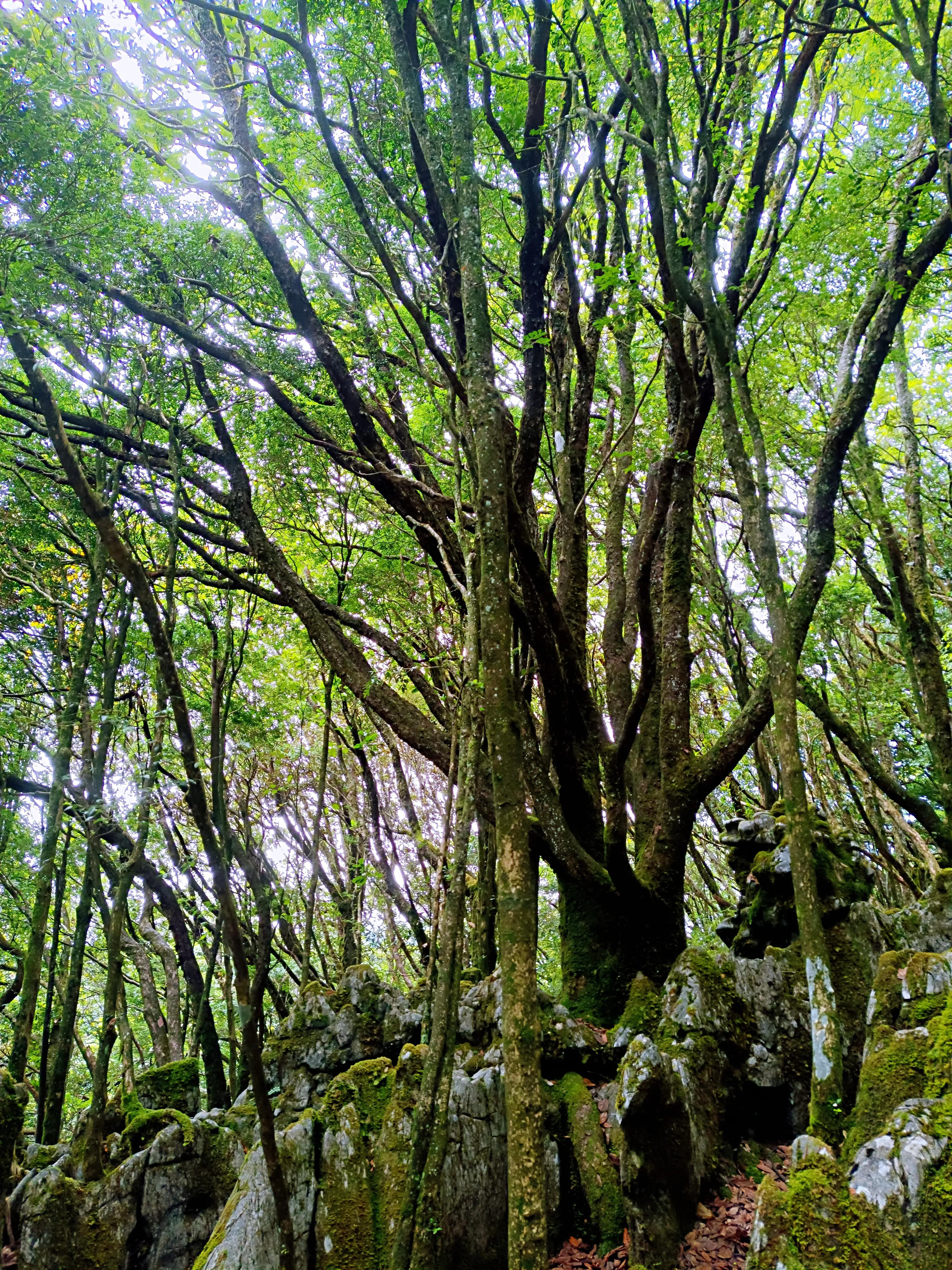 金佛山8月游详细攻略古佛洞,金佛山古佛洞地心之旅