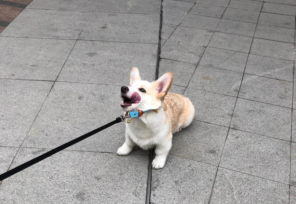 柯基公犬发情时的症状,母柯基犬发情会有什么表现