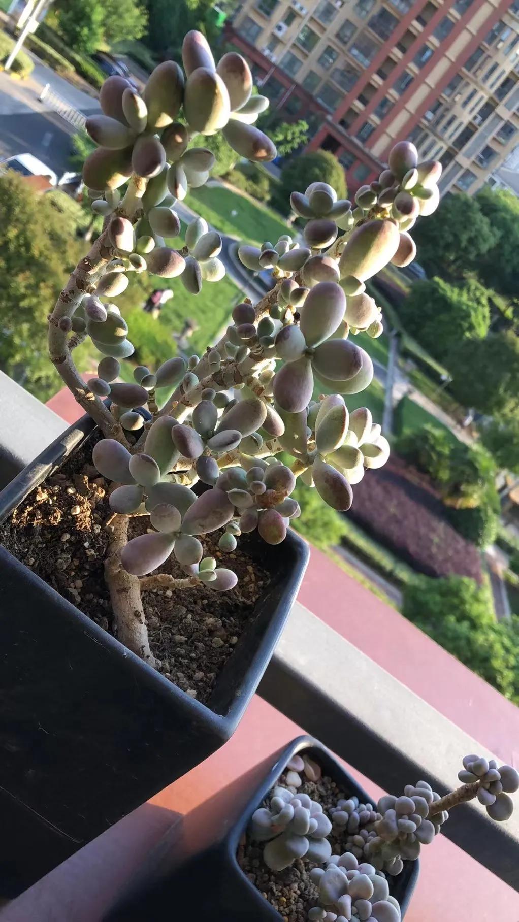 朋友家好多多肉怎么夸赞,朋友养的多肉太震撼